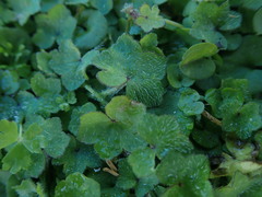 Hydrocotyle bowlesioides