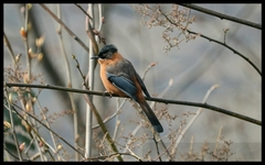 Heterophasia capistrata
