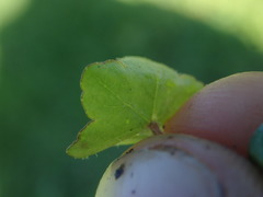 Hydrocotyle bowlesioides