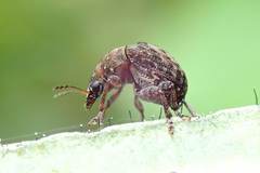 Streneoderma