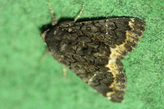 Catephia alchymista