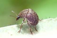 Streneoderma