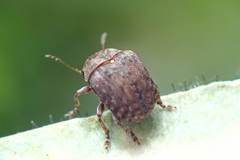 Streneoderma