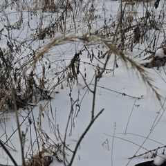 Elymus riparius
