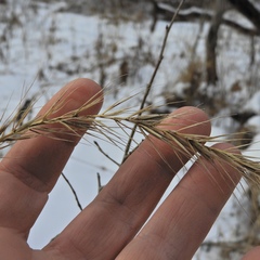 Elymus riparius
