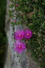 Delosperma cooperi