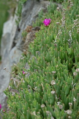 Delosperma cooperi