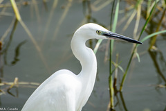 Egretta garzetta