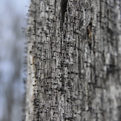 Mycocalicium subtile