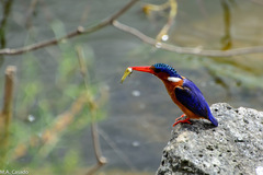 Corythornis cristatus