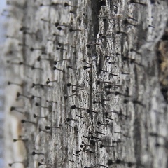 Mycocalicium subtile