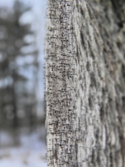 Mycocalicium subtile
