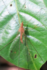 Megistocera