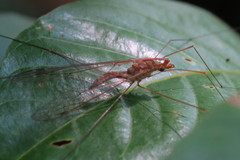 Megistocera