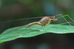 Megistocera