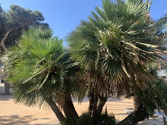 Chamaerops humilis