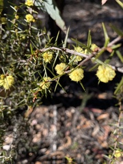 Acacia asparagoides