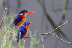 Corythornis cristatus