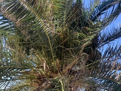 Phoenix dactylifera
