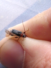 Phymatodes lividus