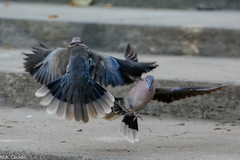 Streptopelia decipiens
