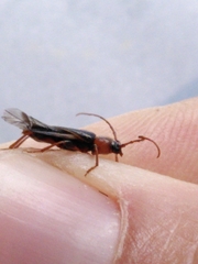 Phymatodes lividus