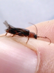 Phymatodes lividus
