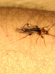 Phymatodes lividus