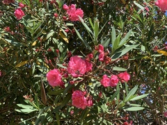 Nerium oleander