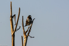 Spermestes cucullata