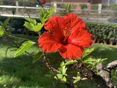 Hibiscus rosa-sinensis
