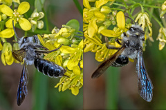 Andrena agilissima