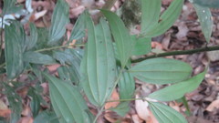 Cinnamomum subavenium