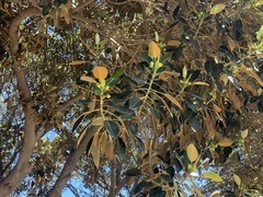 Ficus macrophylla
