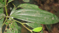 Cinnamomum subavenium
