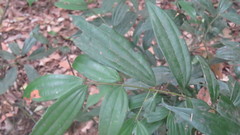 Cinnamomum subavenium