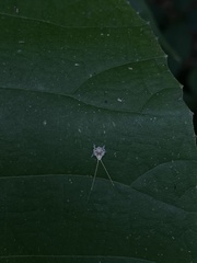 Lophopinae