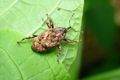 Mechistocerus