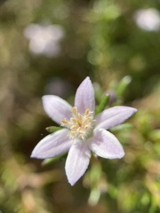 Philotheca salsolifolia