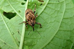 Mechistocerus