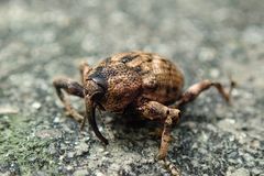 Mechistocerus