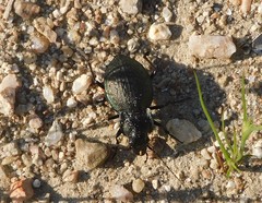 Carabus lusitanicus