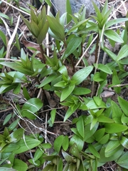 Fritillaria camschatcensis