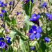 Italian Bugloss - Photo (c) reia4074, some rights reserved (CC BY-NC)