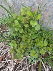 Urtica angustifolia
