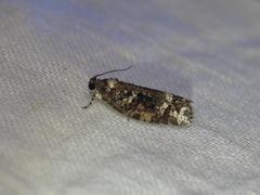 Thrincophora signigerana