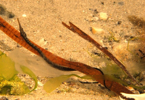 Black pipefish (Stigmatopora nigra) — Syngnathidae — 5