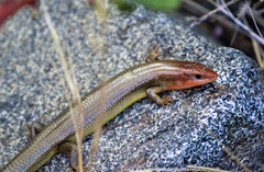 Plestiodon gilberti placerensis