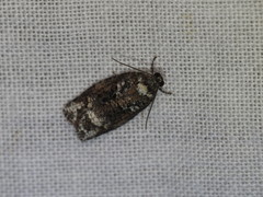 Thrincophora signigerana