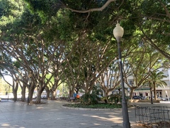 Ficus retusa
